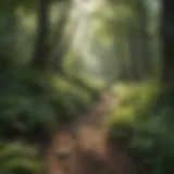 Lush greenery of the Appalachian Trail