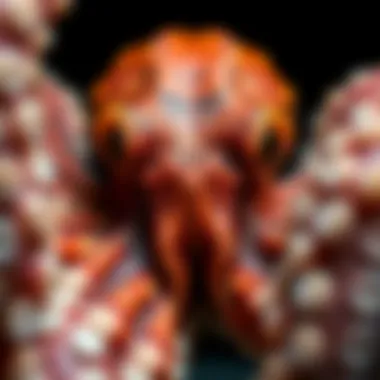 Close-up of an octopus displaying its intricate textures and colors.