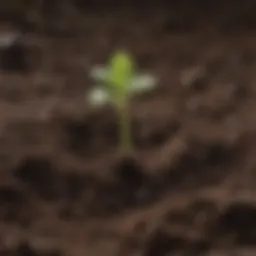 Illustration of a seedling emerging from soil symbolizing growth