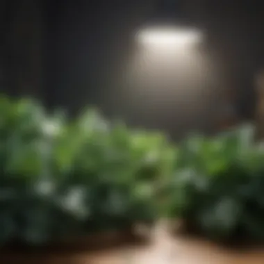 Nutrient-rich Dark Leafy Greens Dark leafy greens such as kale and spinach
