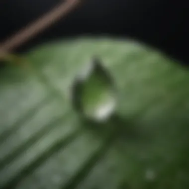 Ephemeral Beauty A single droplet of water on a leaf, capturing the essence of life's impermanence.