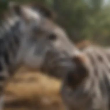 Hormonal Variations in Response to Stress Comparison of stress hormone levels in humans and zebras