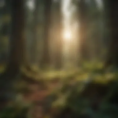 Sunlight filtering through dense foliage in the forest