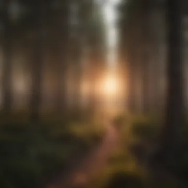 Luminous Forest Horizon Sunset Glow Over Trees