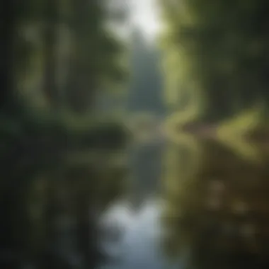 A serene reflection in a forest pond surrounded by lush greenery