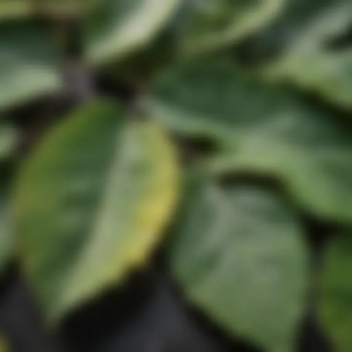 A close-up of leaves displaying their photosynthesis process