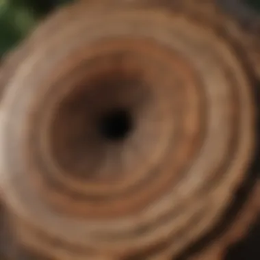 Cross-section of a tree trunk revealing its rings and growth patterns