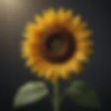 A sunflower symbolizing hope and forgiveness