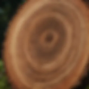 Growth rings of a tree