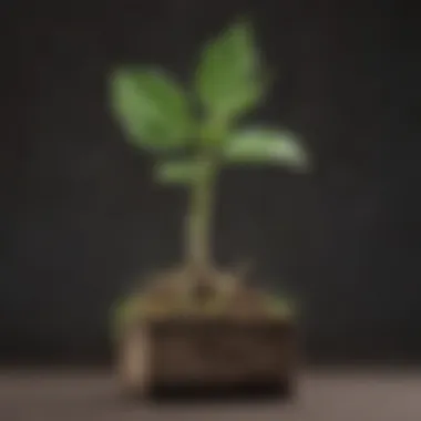 Illustration of a sprouting plant representing personal growth and development