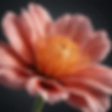 Growth and Transformation A close-up of a blooming flower representing growth and transformation
